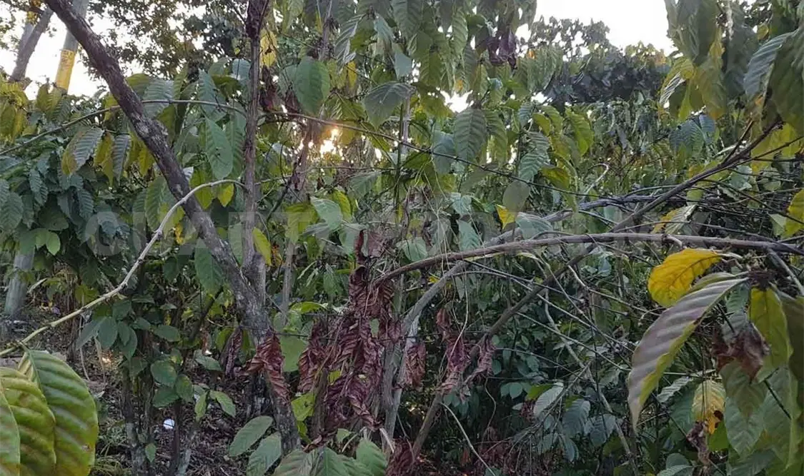Piden atender rebrote de plaga de la broca