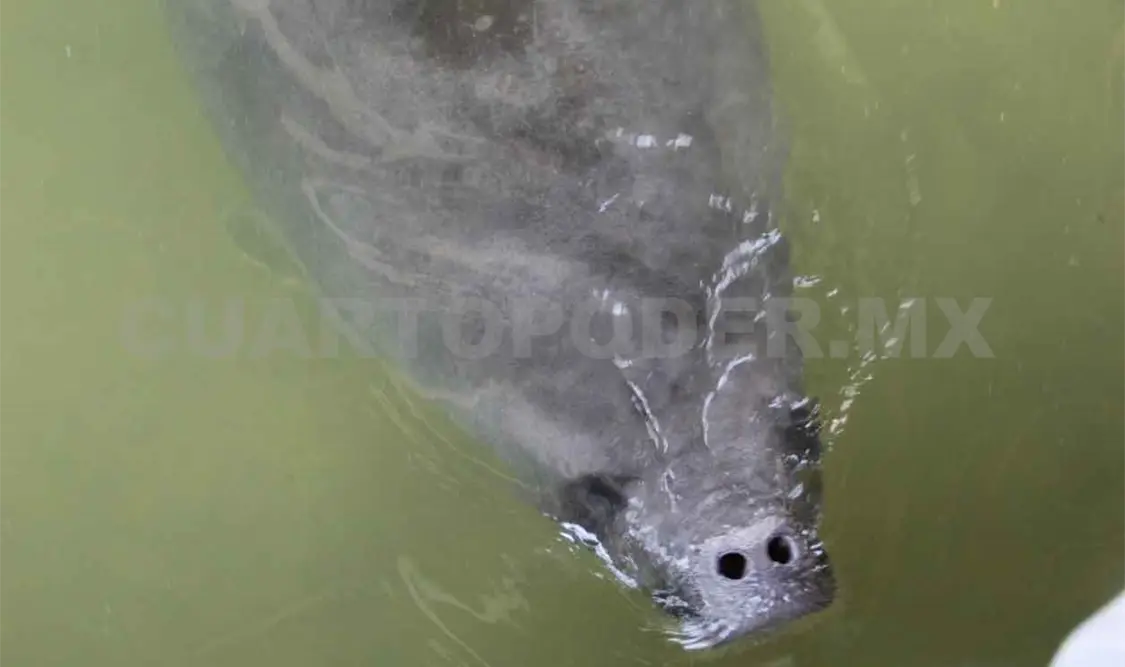 Manatíes, amenazados por la pesca ilegal