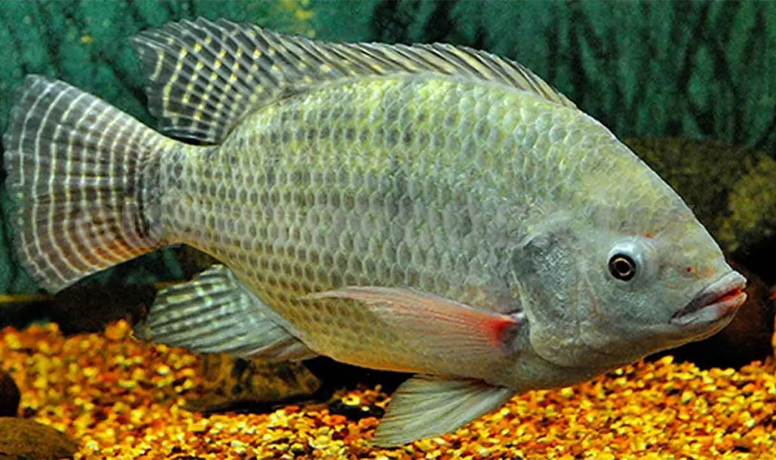 Crean fertilizante orgánico con harina de tilapia