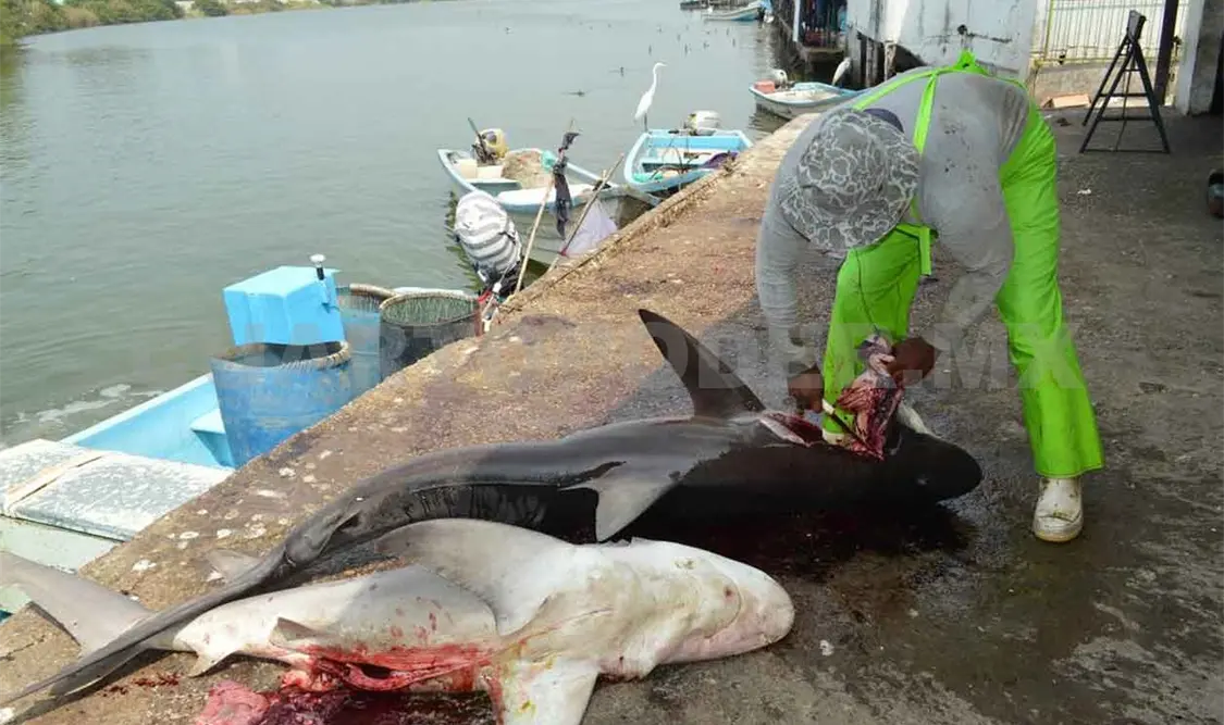 Inicia la temporada de pesca de tiburón