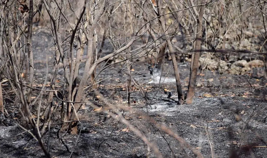 Incendios extinguieron un millón de hectáreas