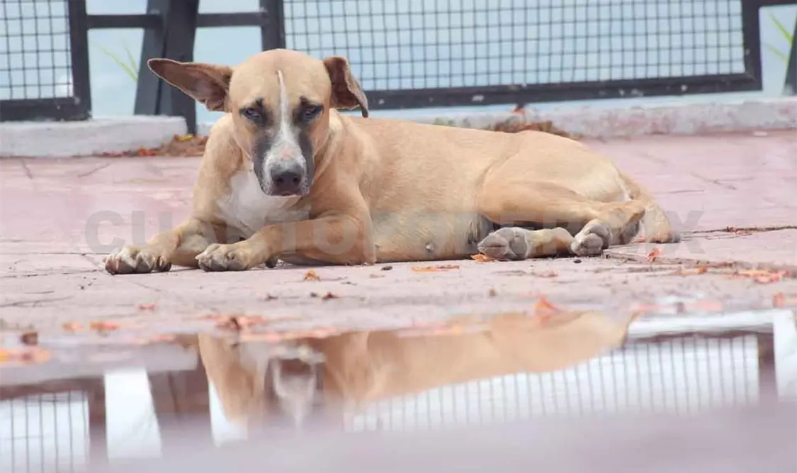 Retomarán campañas de esterilización y vacunación