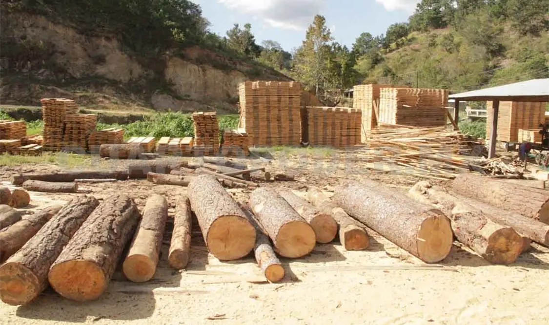 Pierde Chiapas 50 mil hectáreas por tala ilegal
