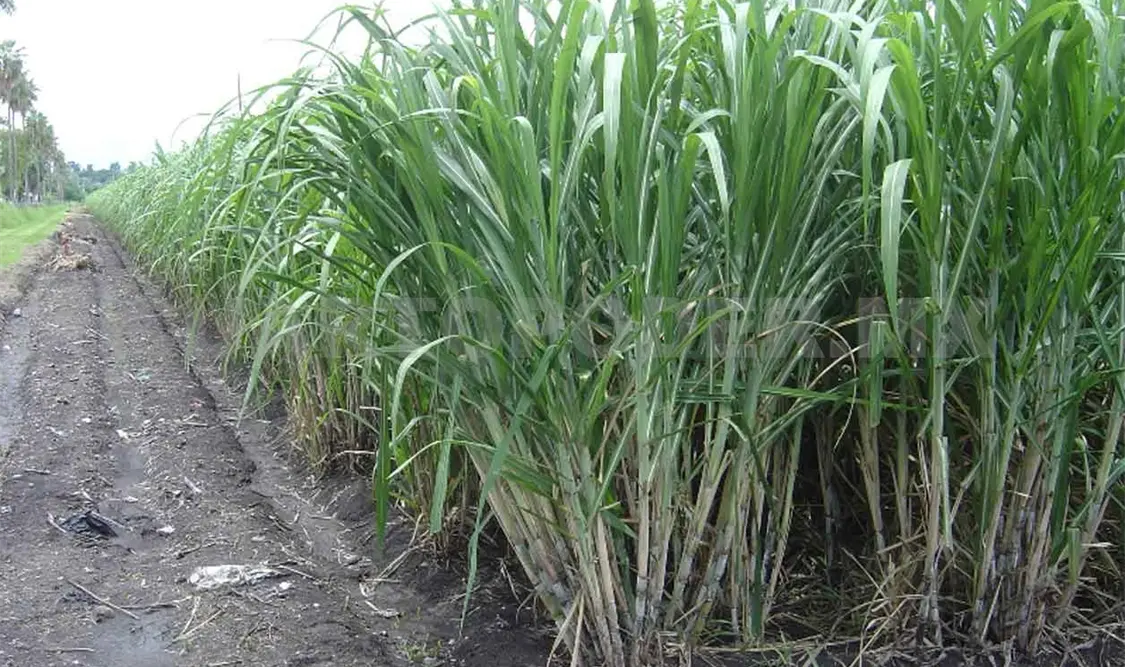 Piden no satanizar el consumo de azúcar