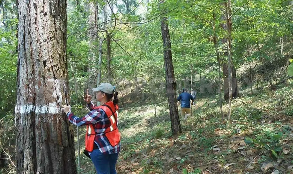 Urge fomentar cultura forestal en el estado