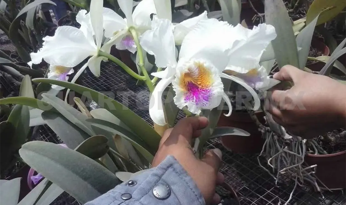 Prevalece tráfico de flora en el estado
