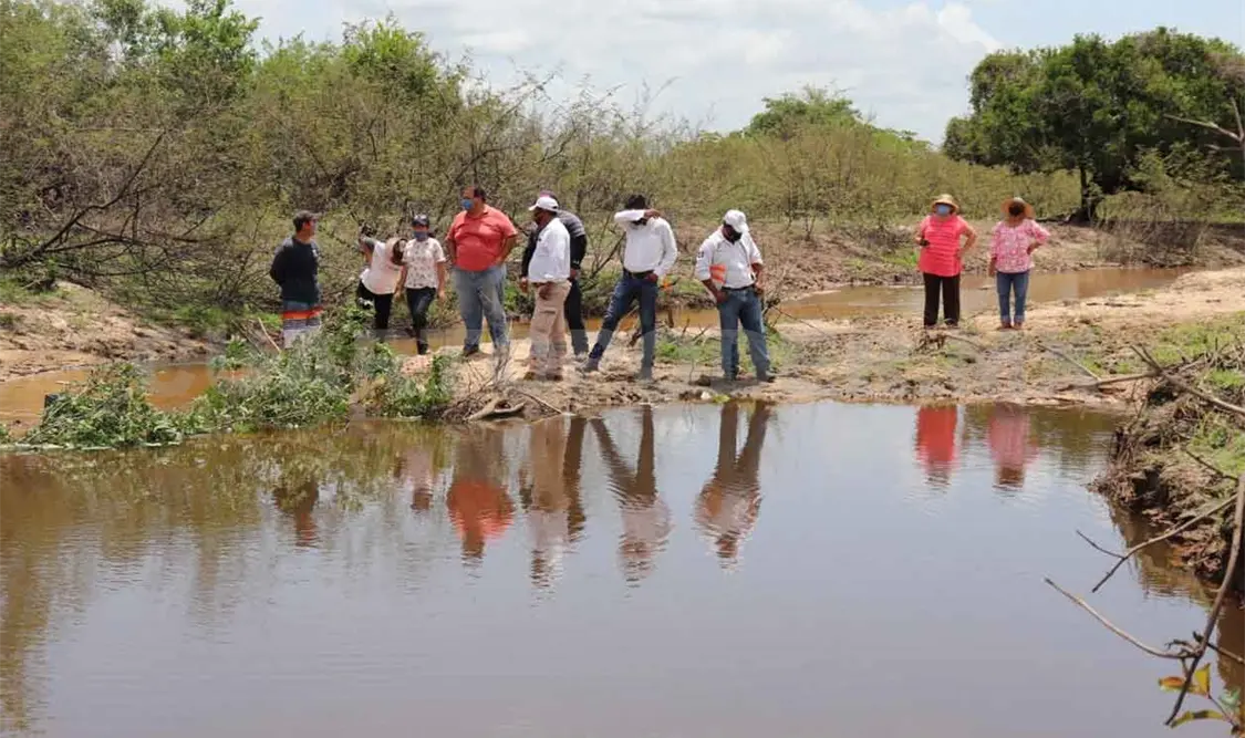 Quedan varados ejemplares de manatíes en humedales