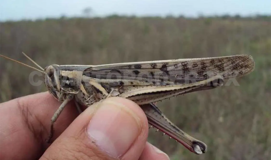 Improbable llegada de plaga a Chiapas