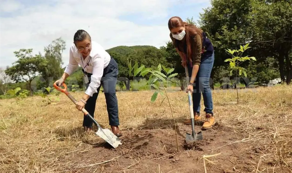 Reforestarán con más de un millón de árboles