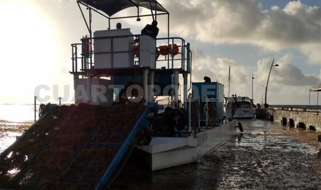 La dependencia mantiene desplegados 60 elementos navales que apoyan en la recolección del alga marina en playas afectadas. Agencias