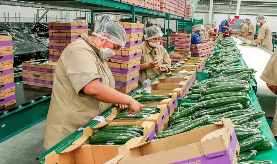 Aumentan ventas agroalimentarias
