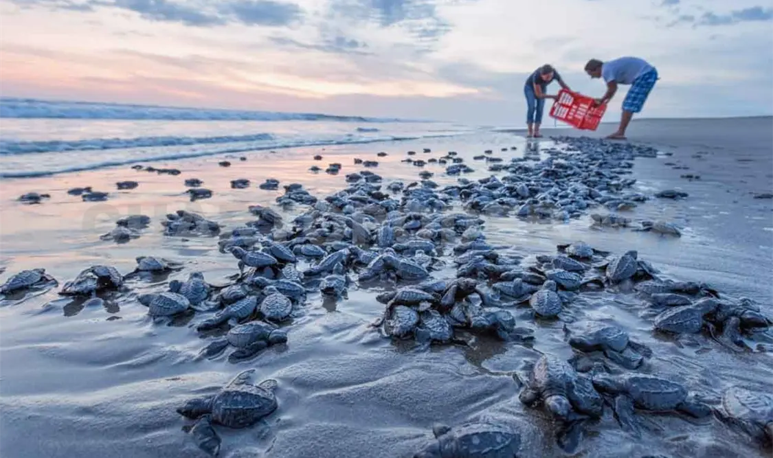 Inicia Semahn liberación de crías de tortugas