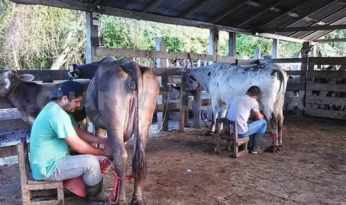Ganaderos hacen un llamado a las empresas lecheras para que suban el precio del producto, o en su defecto lo regresen a como estaba. CP