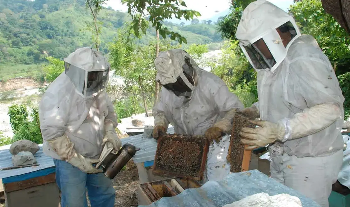 Producción de miel está relacionada con el clima
