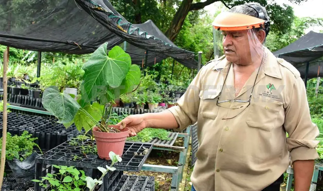 Vivero, un oasis en medio de la jungla de concreto