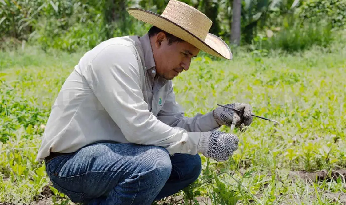 Insisten en identificar plagas de forma ecológica