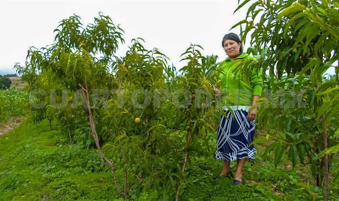 El MIAF ayuda a incrementar los ingresos de los productores. Cortesía