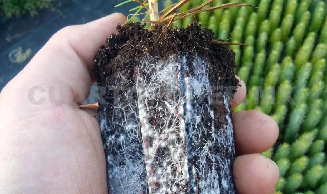 Micorriza, una alternativa sustentable de fertilización