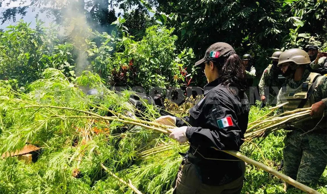 Los elementos de investigación acudieron al lugar de la denuncia sobre el plantío. CP