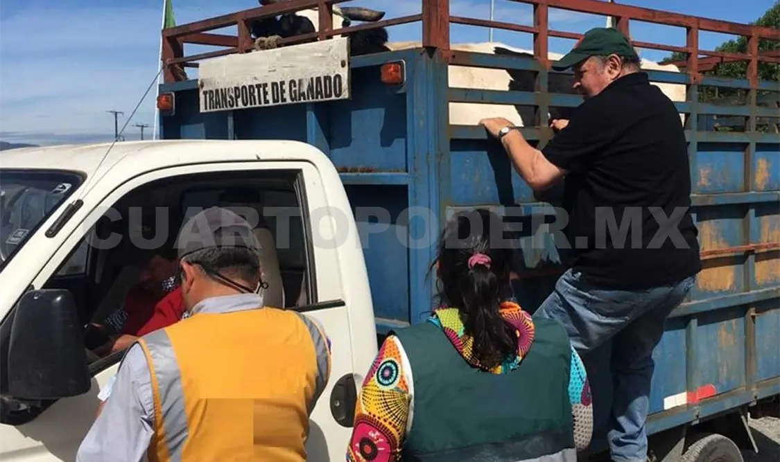Muchos pequeños productores que no contaban con animales aretados, están siendo dados de alta en el sistema. CP