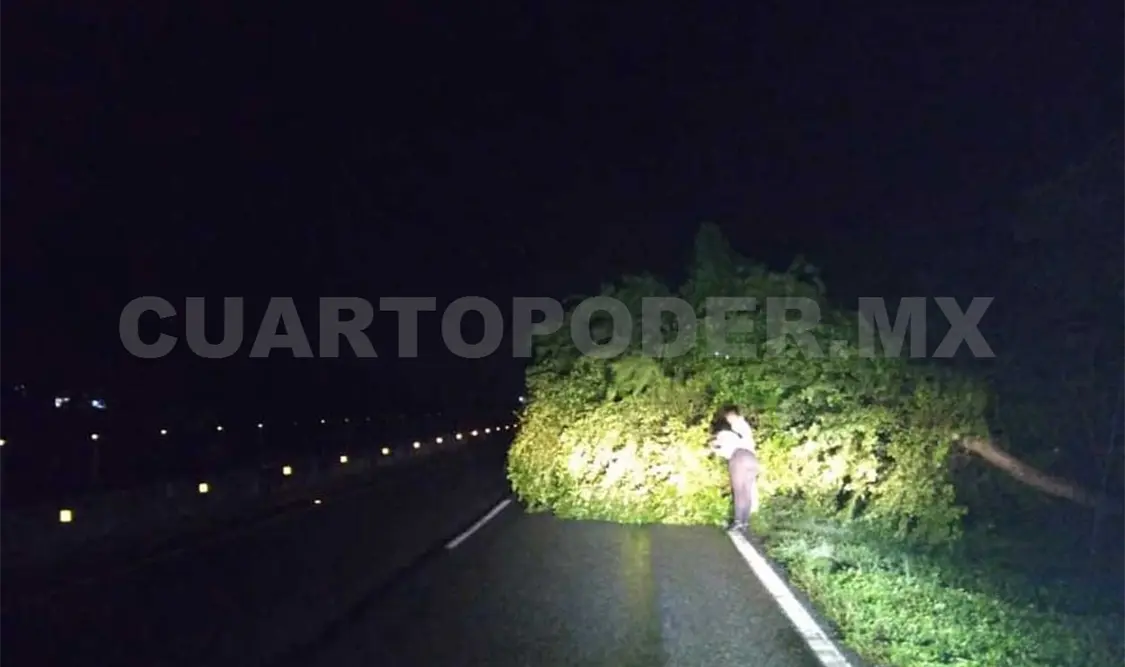 Personal de Protección Civil retiró los árboles caídos para reabrir el paso vehicular. Noel Vázquez / CP