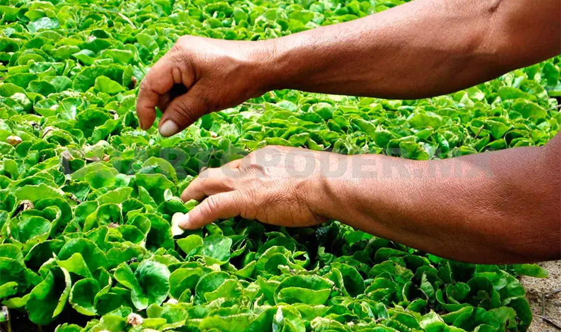 Los pequeños productores tienen que organizarse para así poder tener mayores ingresos como la Unión. Cortesía