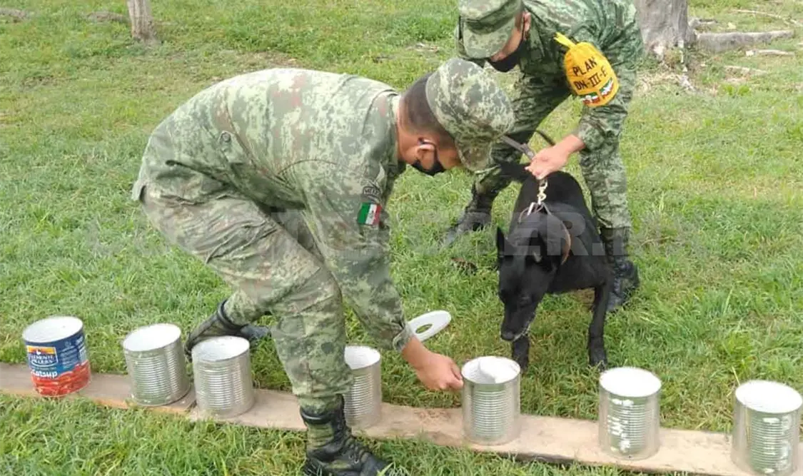 Sobresale la participación de 47 binomios caninos