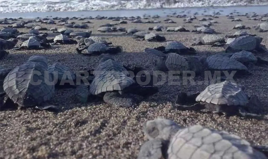 Investigan impacto del cambio climático en tortugas