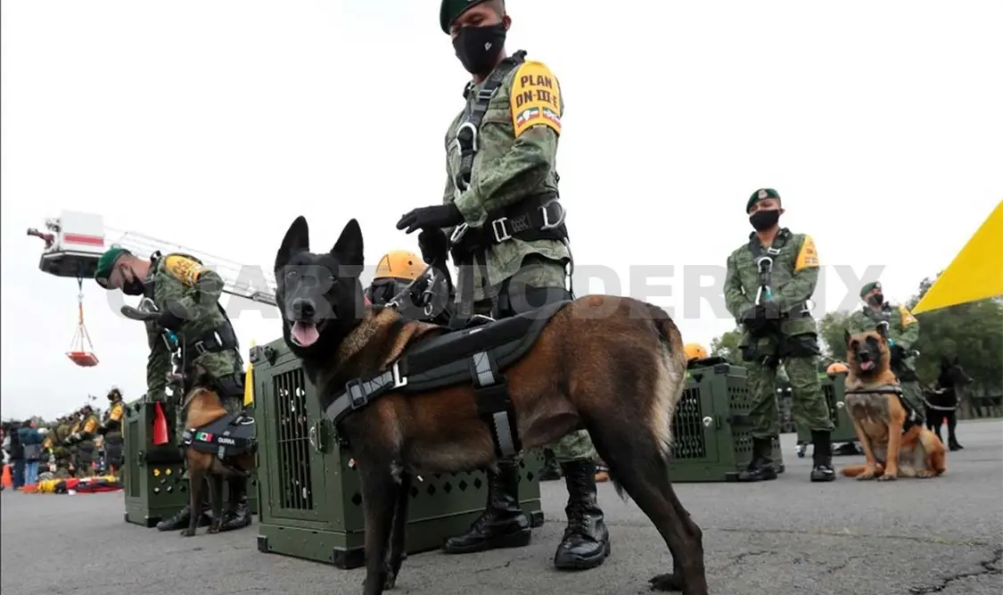 La FACD está equipada con binomios caninos para búsqueda de personas en estructuras colapsadas, herramientas, vehículos, aeronaves y tecnología diversa. Agencias