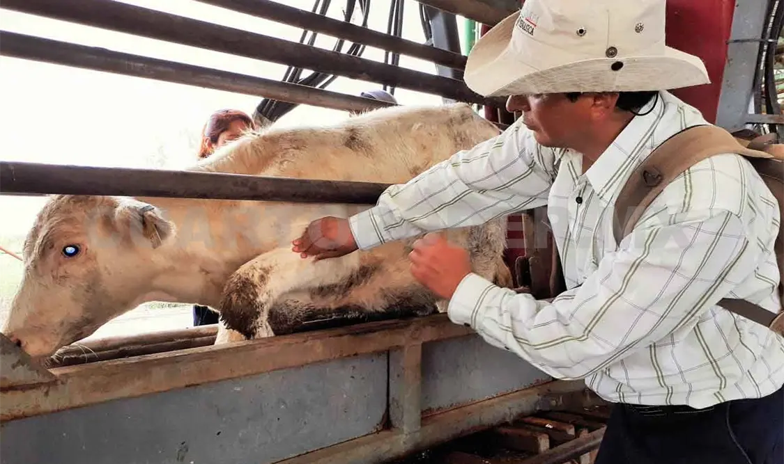 Incrementa 6% exportación de ganado mexicano