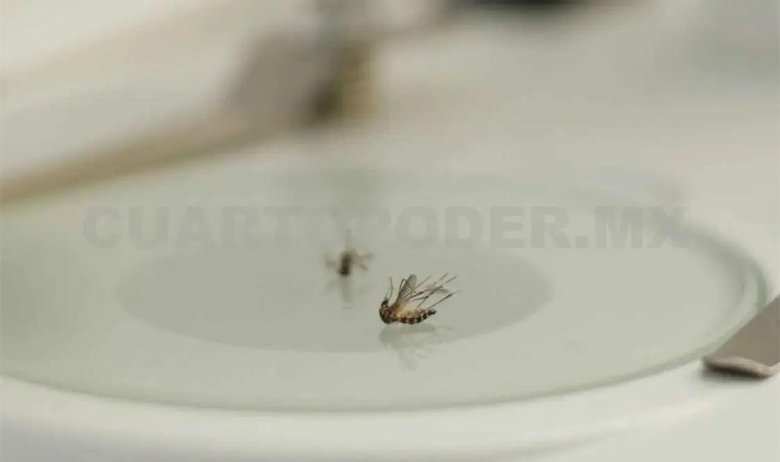Chiapas ya registra muertes por dengue