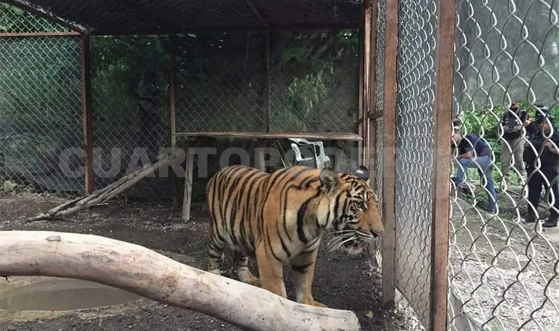Aseguran un tigre de bengala en Guerrero