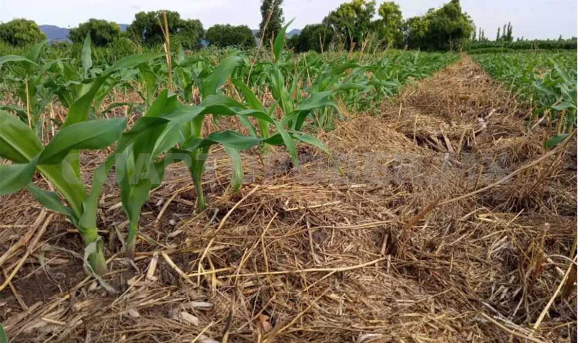 Necesario implementar Mesas Técnicas Agroclimáticas