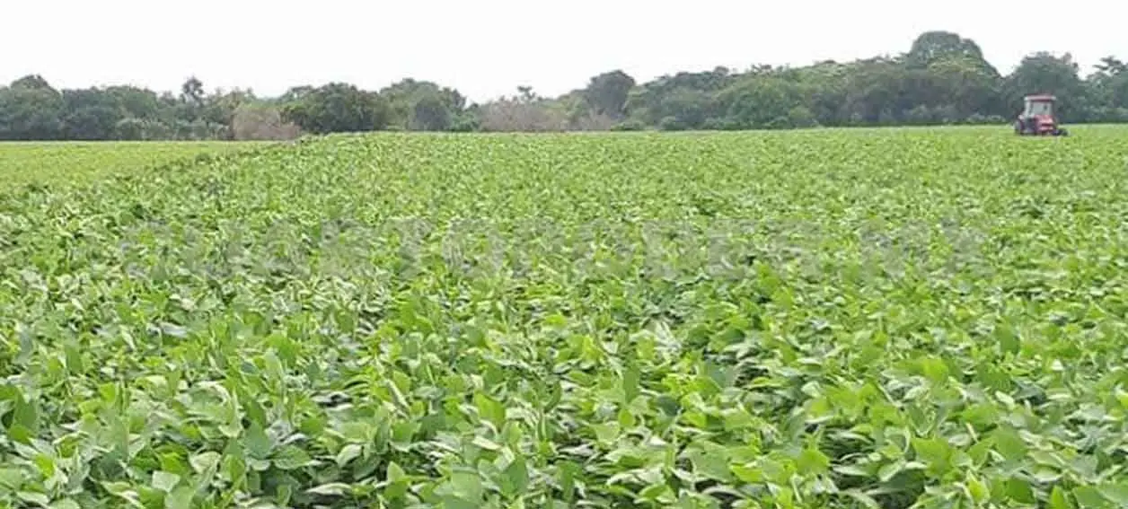 En riesgo producción de soya por plaga del picudo