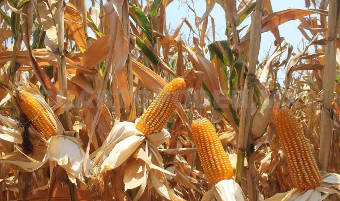 Chiapas sin producción de maíz en este 2020