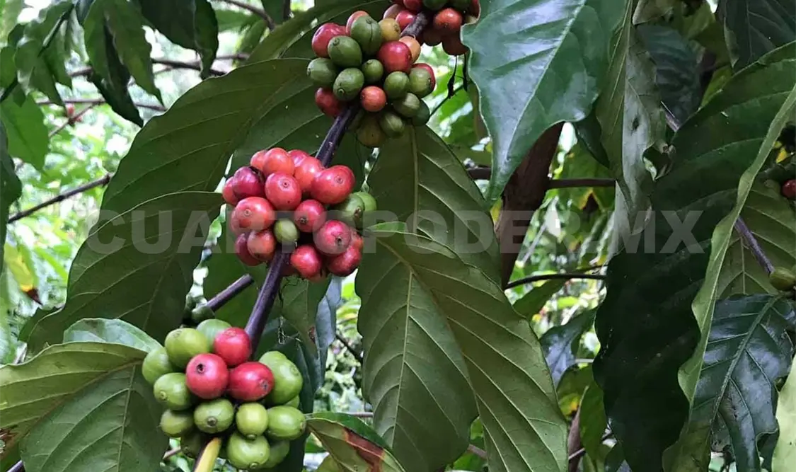 El cultivo de café durante la pandemia fue de las pocas actividades que no se vio afectada. Cortesía