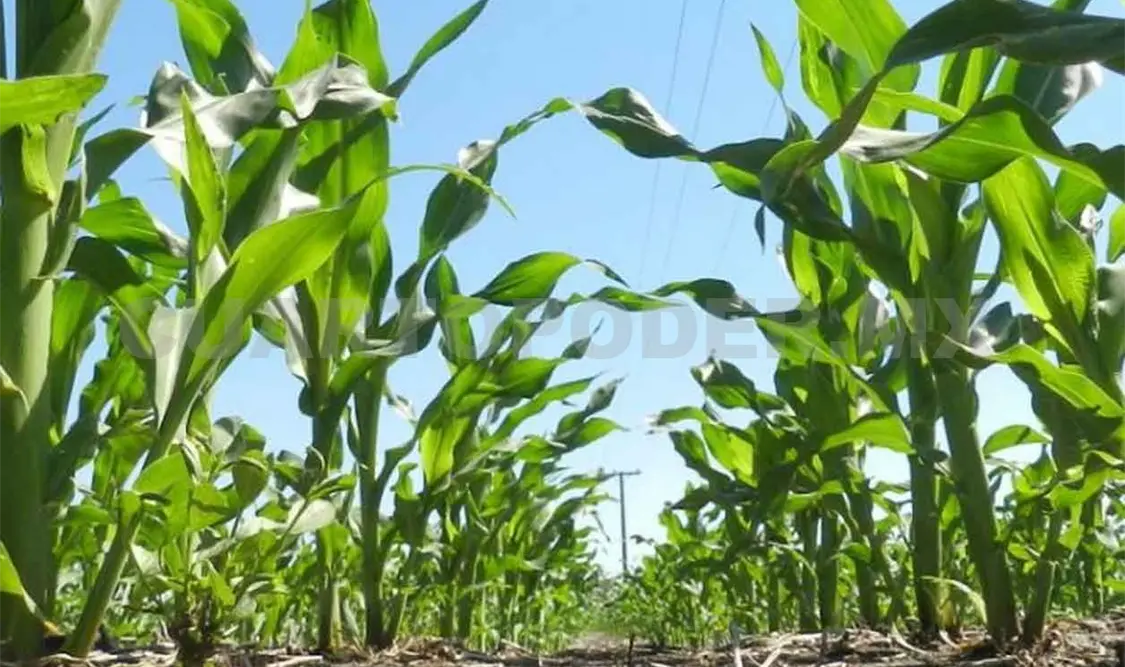 Disminuye producción de granos y suben precios