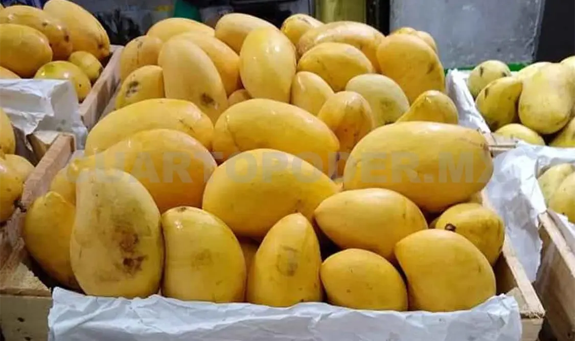 Plantaciones de mango afectadas por plaga