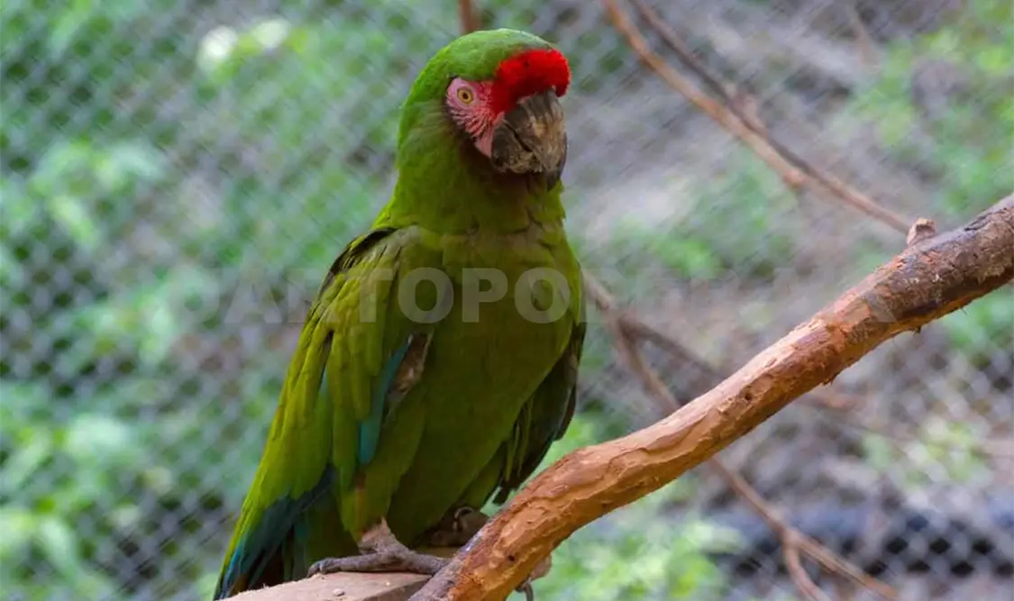 Reproducen guacamayas verdes, una especie extinta