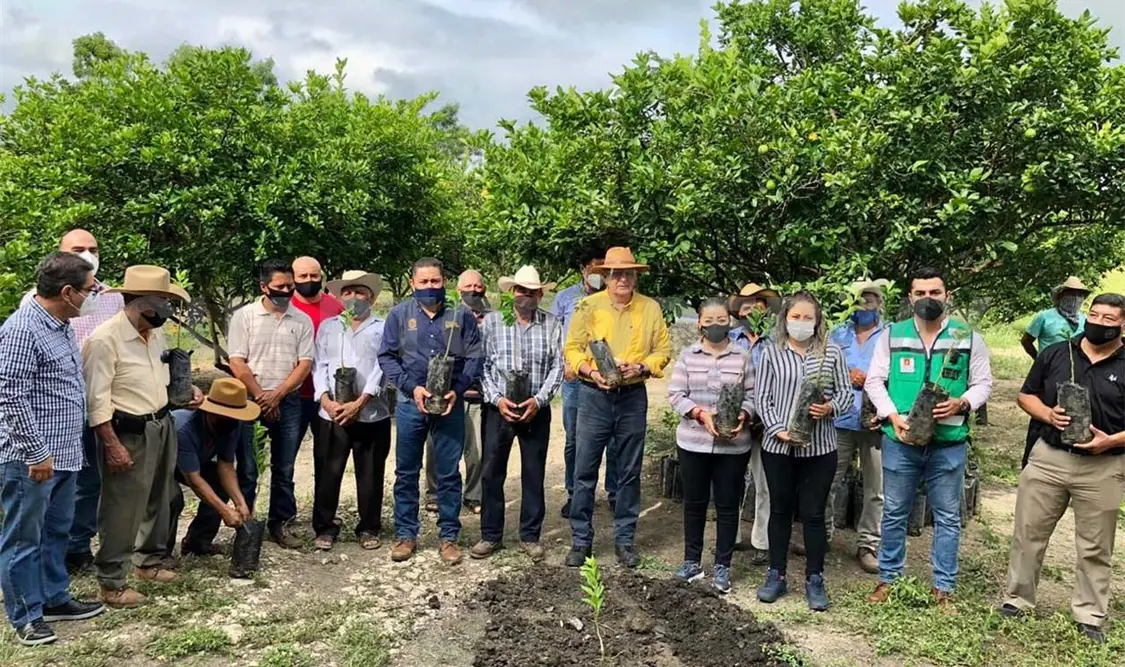 Con la entrega de plantas frutales, el Ayuntamiento que encabeza Carlos Morales apoya a ejidatarios del municipio de Tuxtla. CP