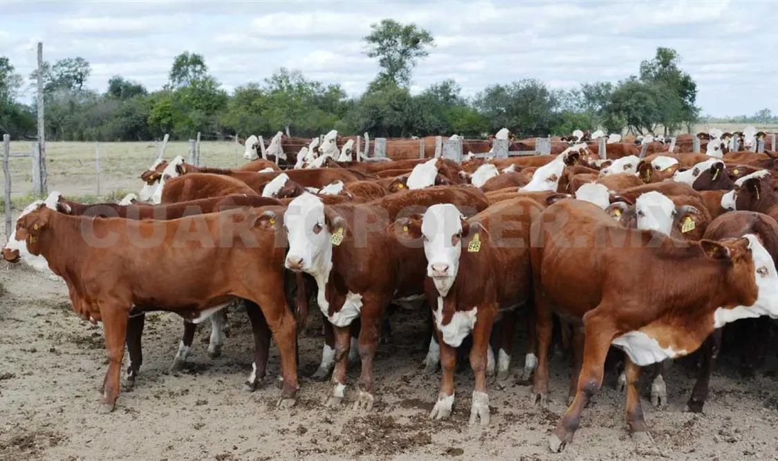 Centros de inseminación artificial inician operaciones