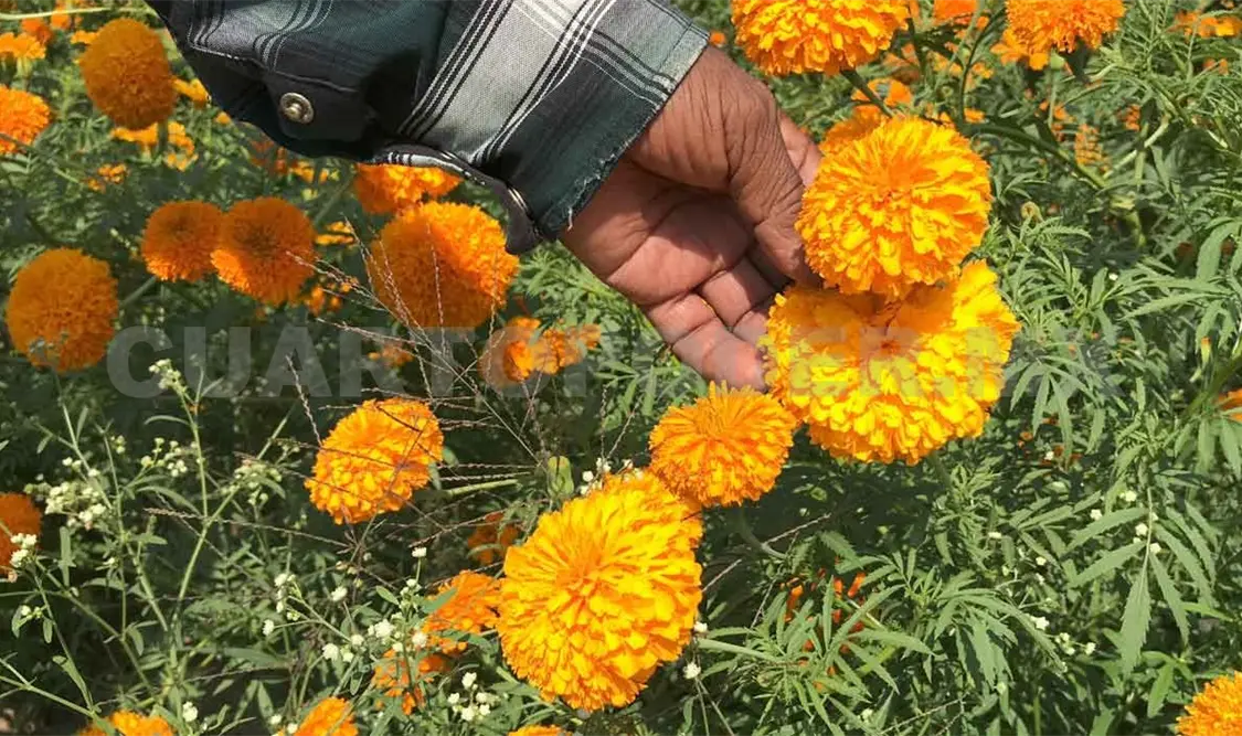 Floricultores anticipan bajas ventas en Chiapas