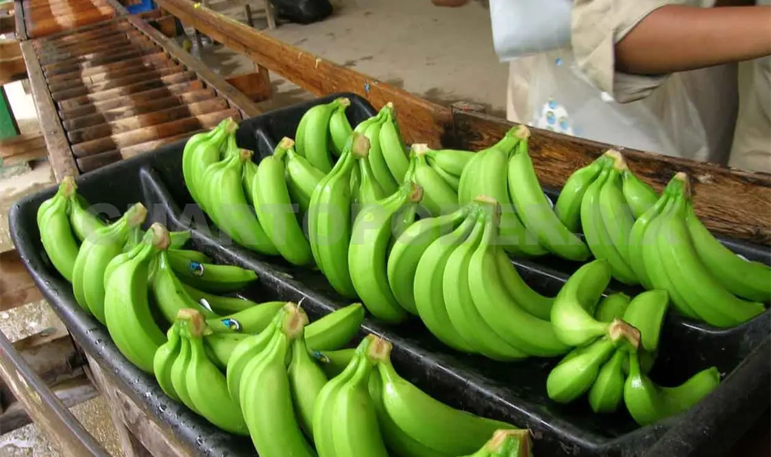 Se mantiene producción agropecuaria