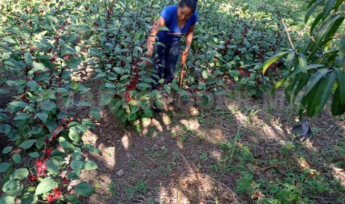 Regresan a los sistemas agrícolas tradicionales