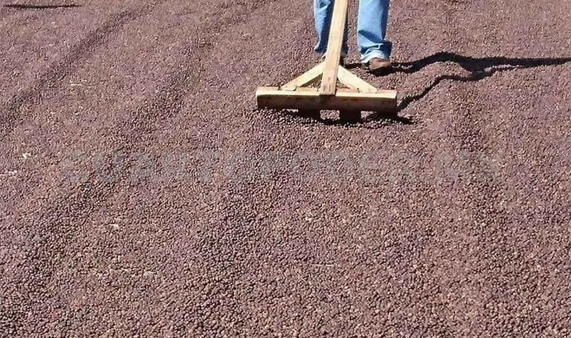 Plagas condicionan el abandono de cafeticultura