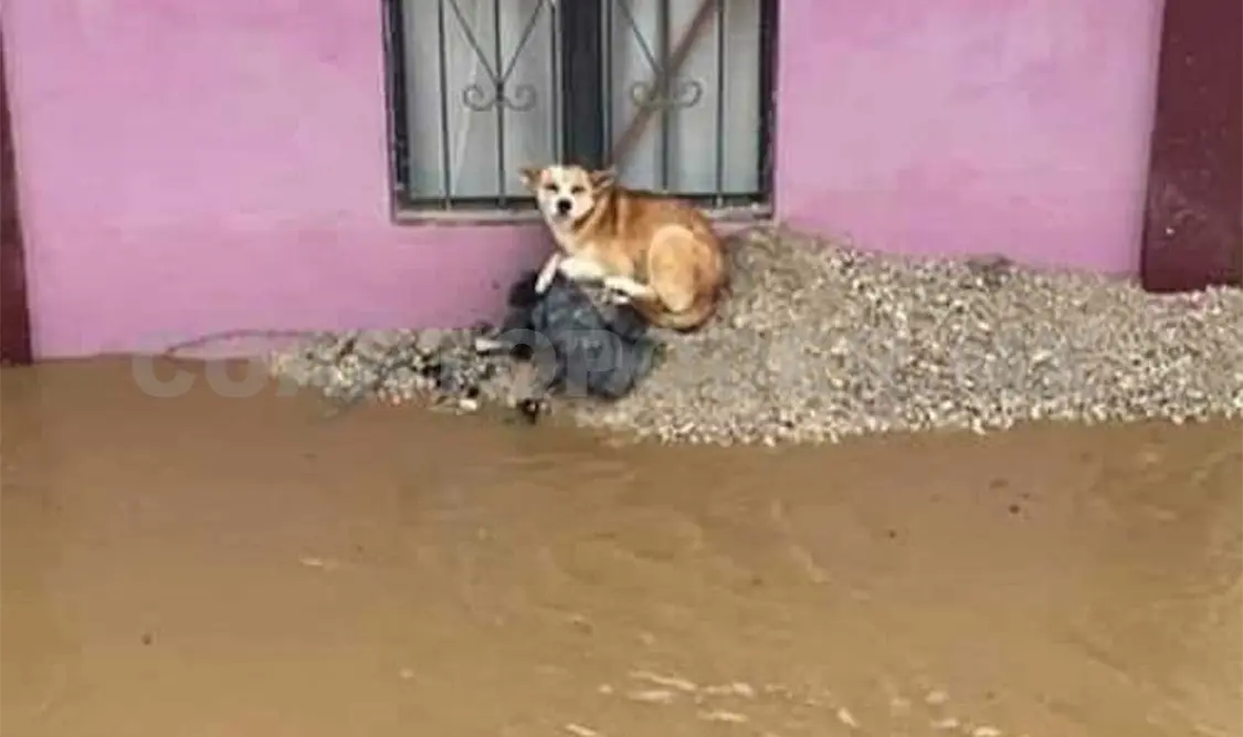 Aunque no se tiene un número, la situación es difícil pues abunda el número de publicaciones de animales muertos por la lluvia. Cortesía