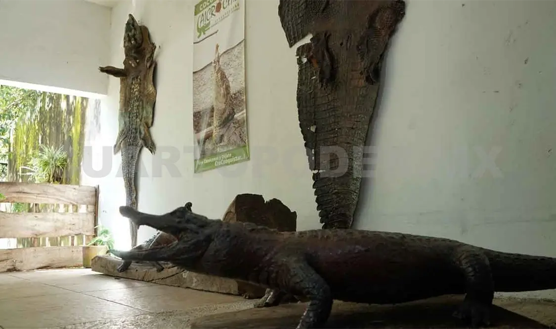 Se consolida cocodrilario como atractivo turístico