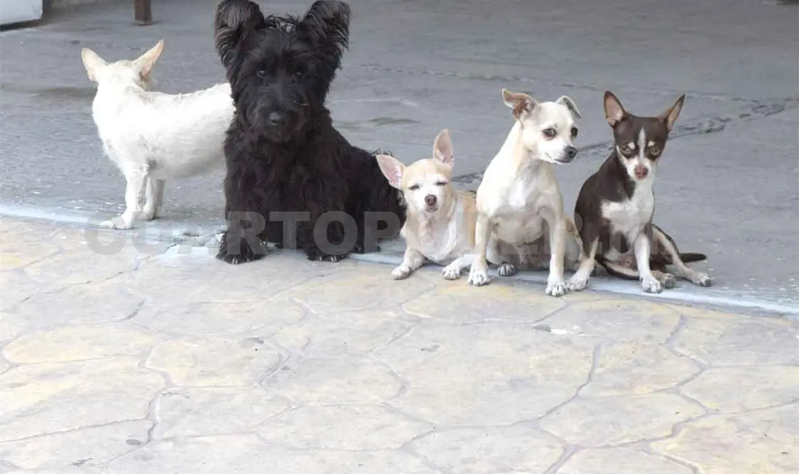 Previenen sobrepoblación de perros callejeros