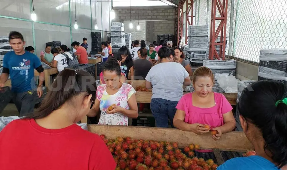 Fuerte contrabando de frutas de Centroamérica