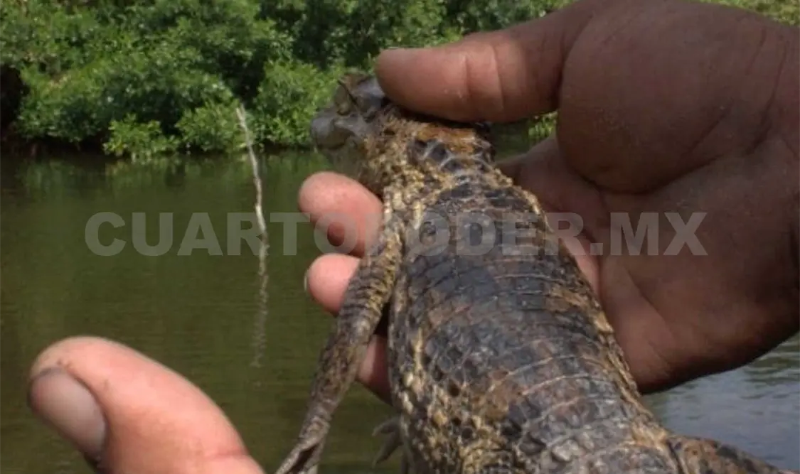 Se vigila a los caimanes porque es un animal en peligro de extinción. Noel Vázquez / CP